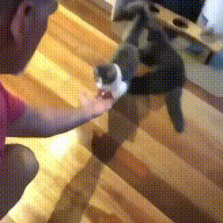The proper way to pick up a cat.