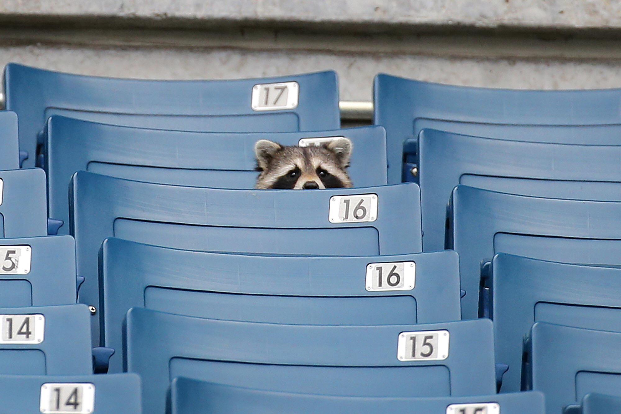 I was told there would be peanuts and crackerjacks...- Raccoon, probably.