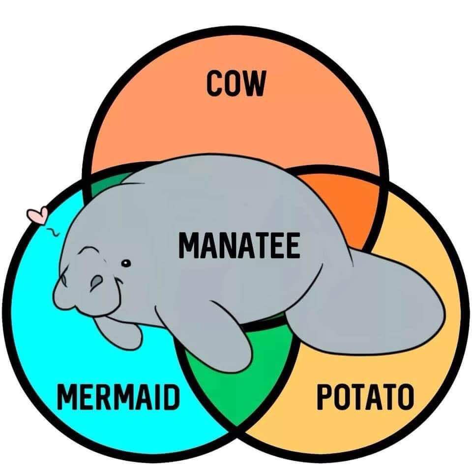 The majestic manatee