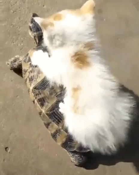 A kitten riding a tortoise in to battle