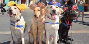 These service dogs took a field trip to Disneyland.