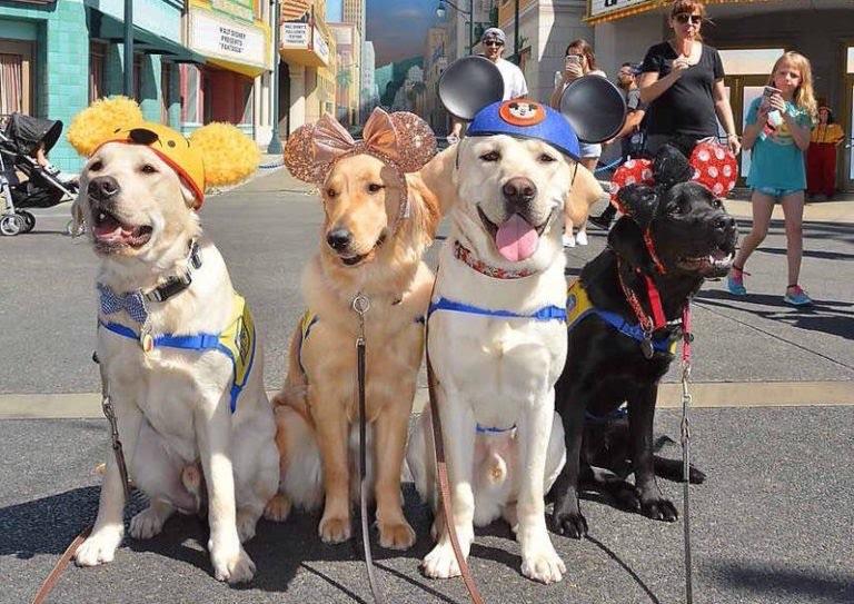 These service dogs took a field trip to Disneyland.