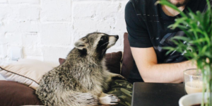 There’s a coffee shop in PoznaÅ„, Poland called Szop, where you can enjoy your coffee while petting their friendly raccoon, Rocky.