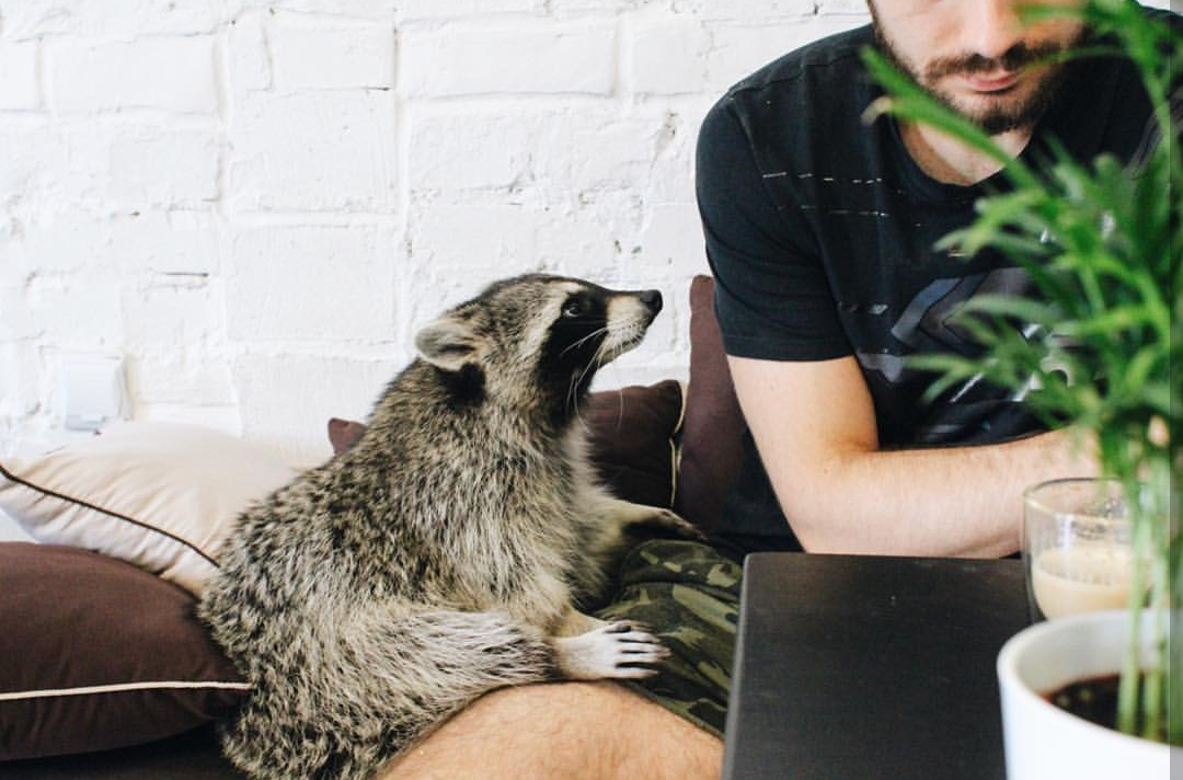There's a coffee shop in PoznaÅ„, Poland called Szop, where you can enjoy your coffee while petting their friendly raccoon, Rocky.