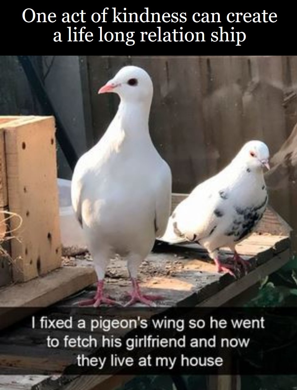Fix a birb a day and they never go away.