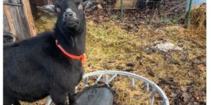 Goat seeking trampoline for romp of a lifetime.