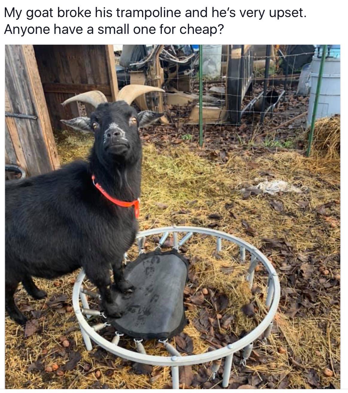 Goat seeking trampoline for romp of a lifetime.