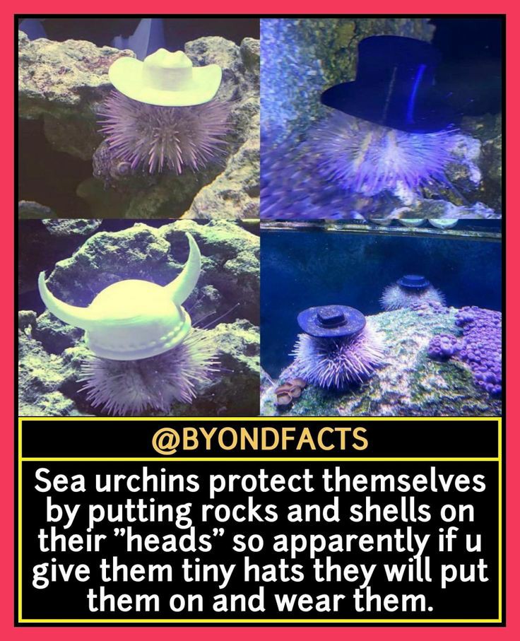 Urchins wearing hats say howdee do?