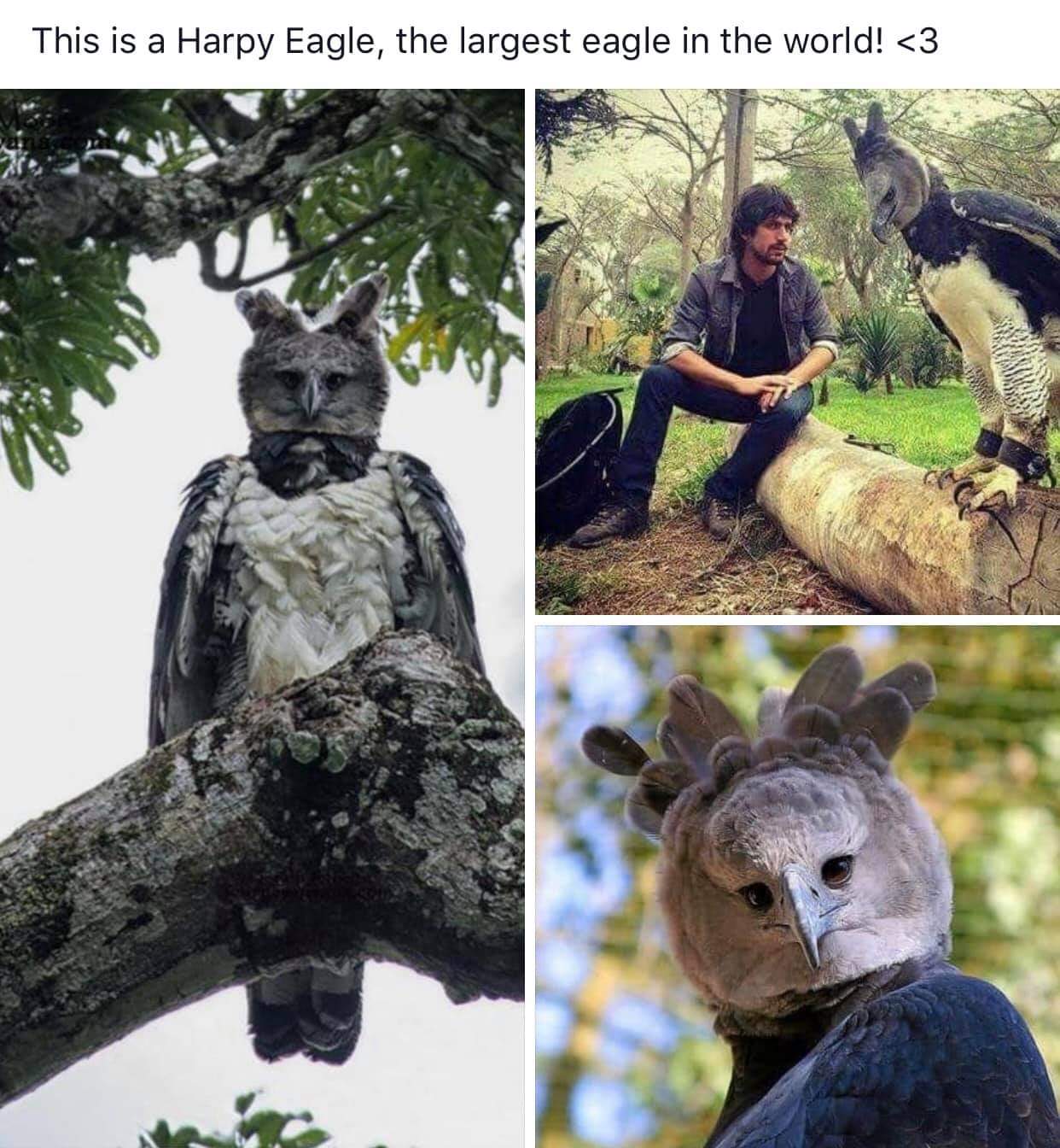 The Harpy Eagle is an absolute unit.