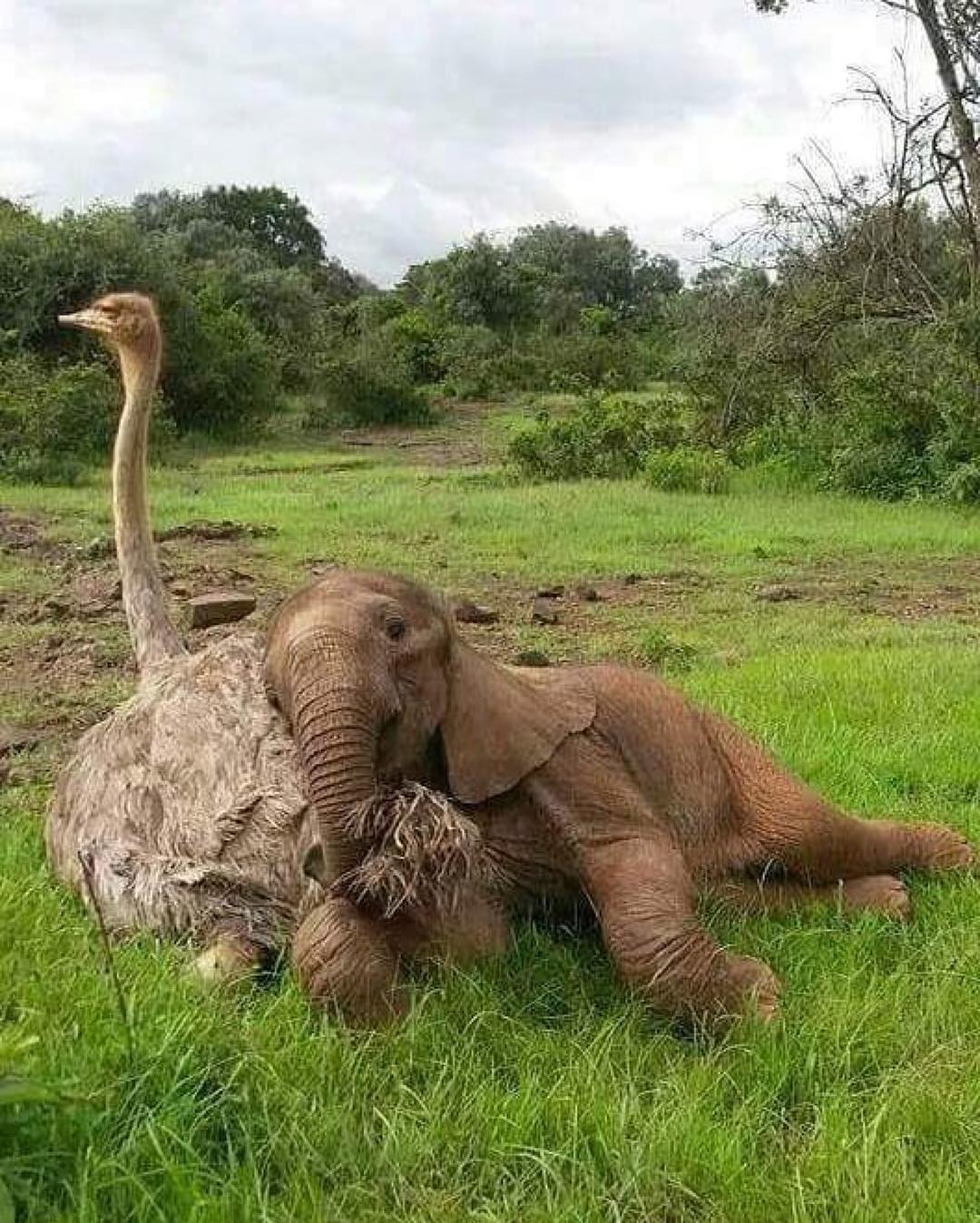 Ostrich make good pillows