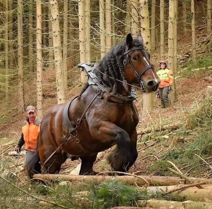The absolute horse.