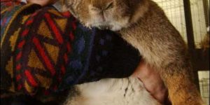 Herman the Lop