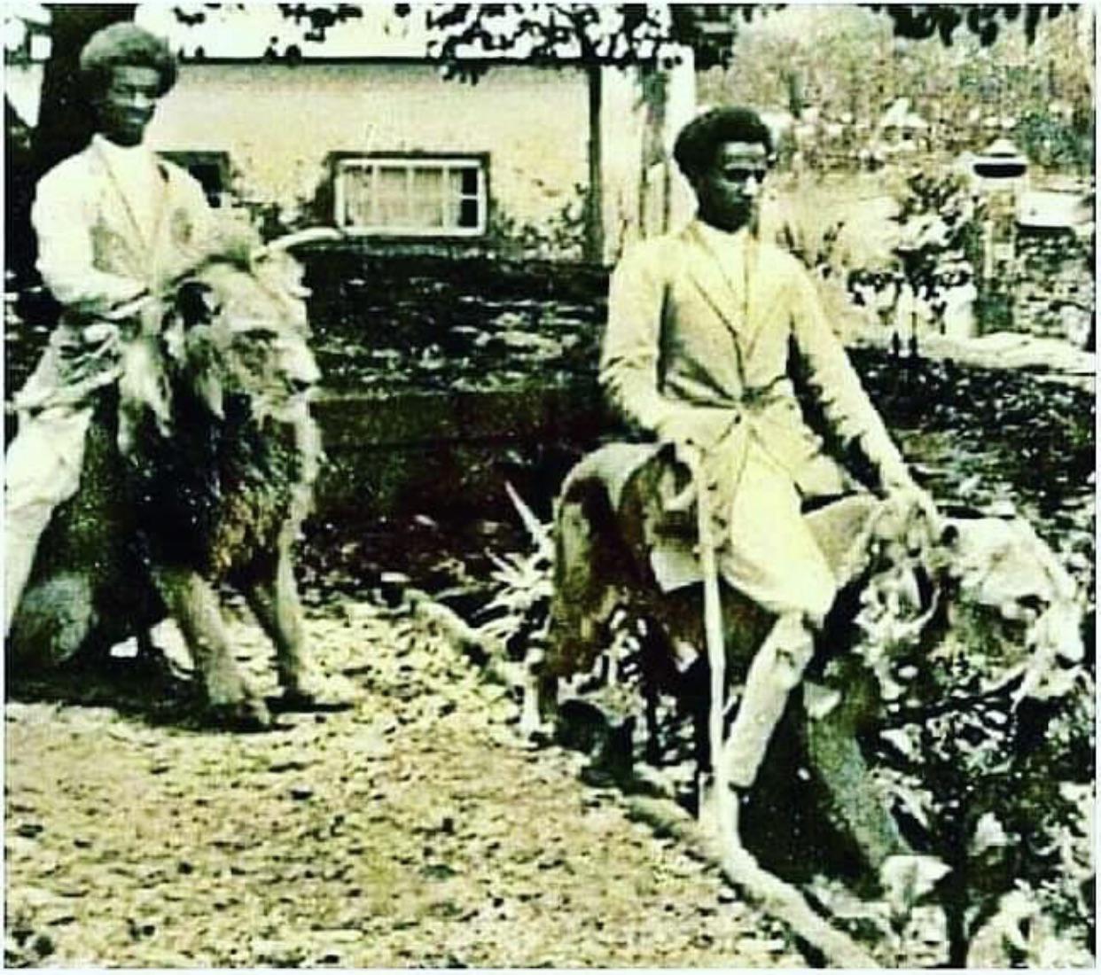 Ethiopian Nobles riding lions for some reason, circa 1901.