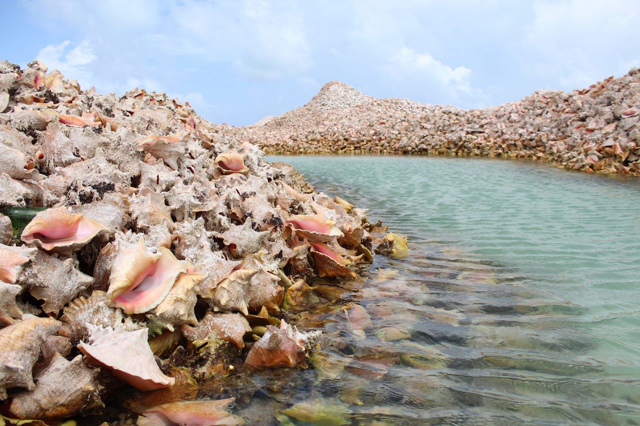 British Virgin Islands fishermen have been tossing empty shells into the 30-feet deep seabed for 800 years.