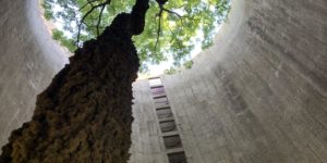 A tree growing inside an abandoned silo. Life, uh, found a way…