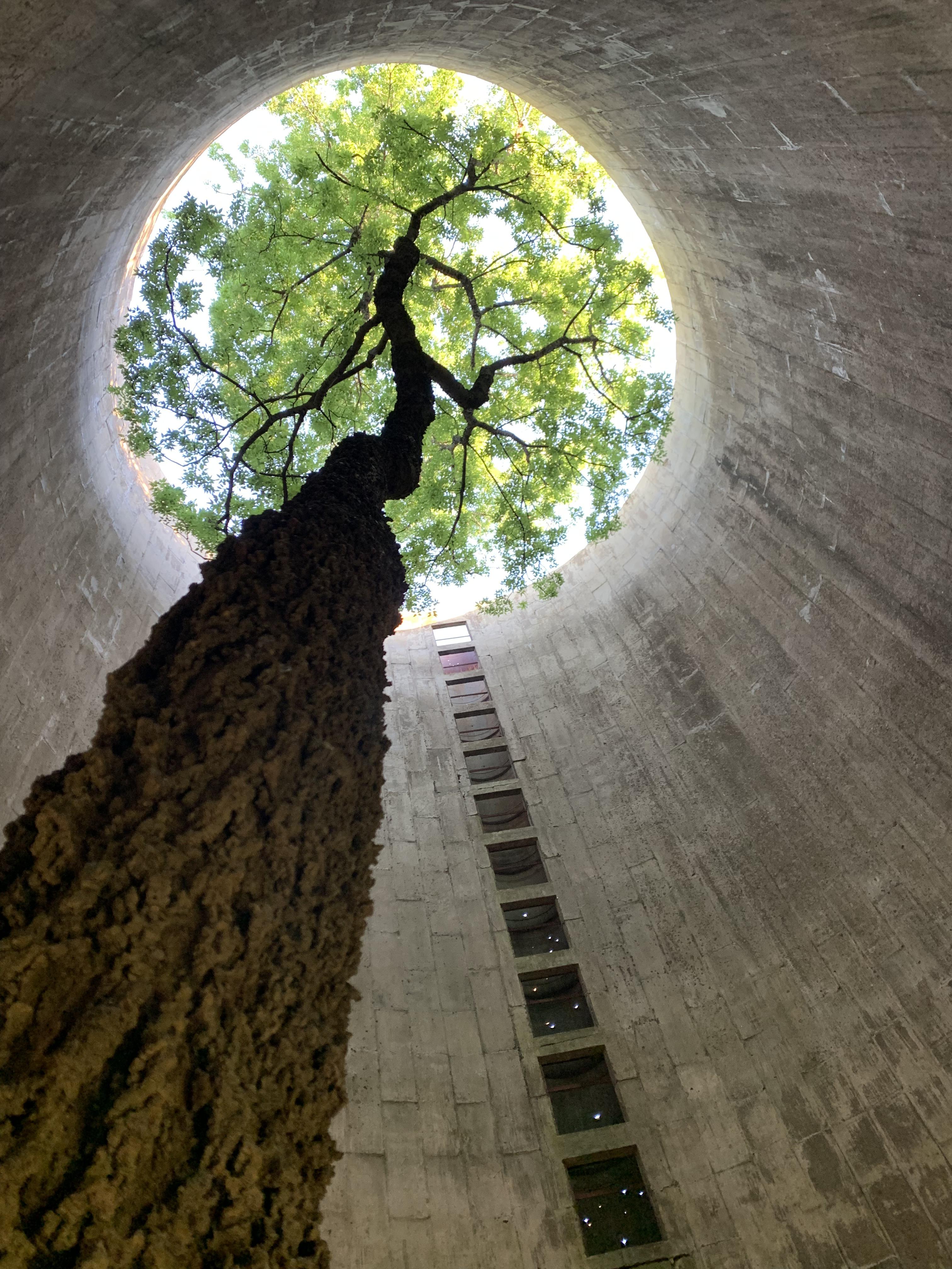 A tree growing inside an abandoned silo. Life, uh, found a way...