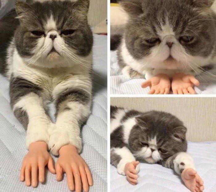 Cat Hands