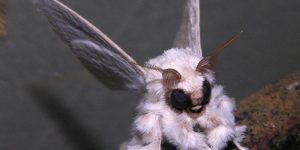 This is a Venezuelan Poodle Moth, newly discovered by Dr. Arthur Anker in the Gran Sabana region of Venezuela.