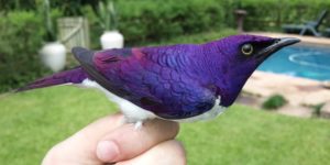 The Amethyst Starling is a beautiful birb.