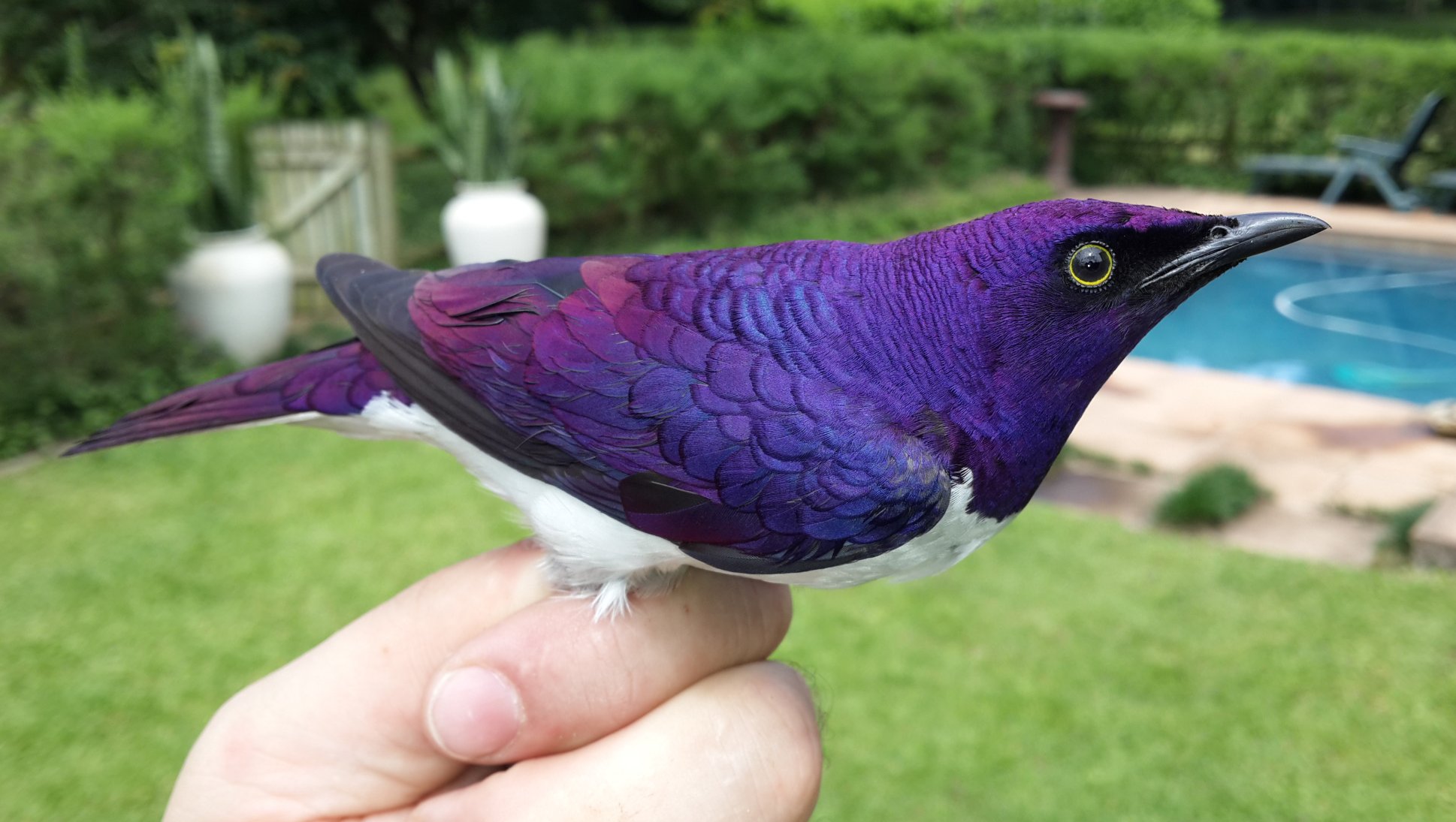 The Amethyst Starling is a beautiful birb.