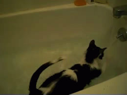 Bath cat loves baths. Who knew?