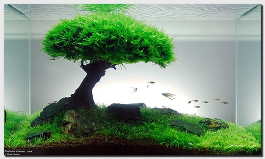 Underwater bonsai.