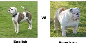 English Bulldog vs. American Bulldog.