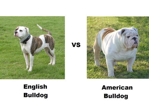 English Bulldog vs. American Bulldog.