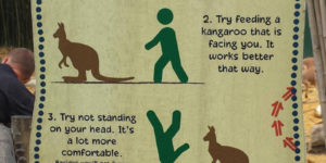 Kangaroo feeding tips.