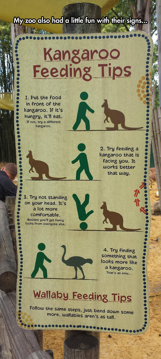 Kangaroo feeding tips.