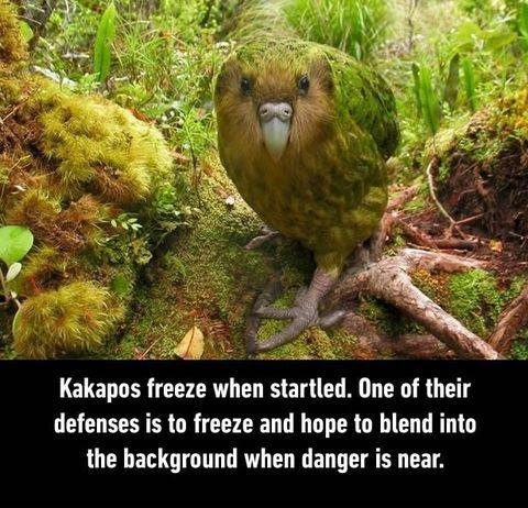 The world's largest parrot is flightless and nocturnal. There are only 126 left