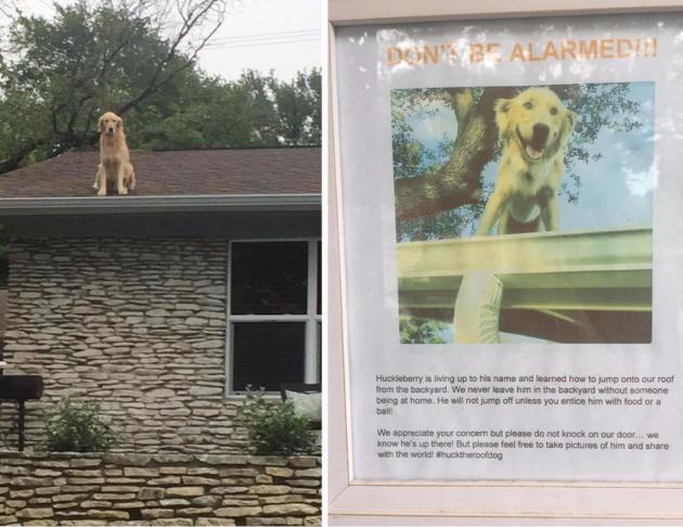 This dog has a thing for rooftops apparently