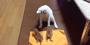 Shaman cat performs ritual to grant kittens their nine lives.