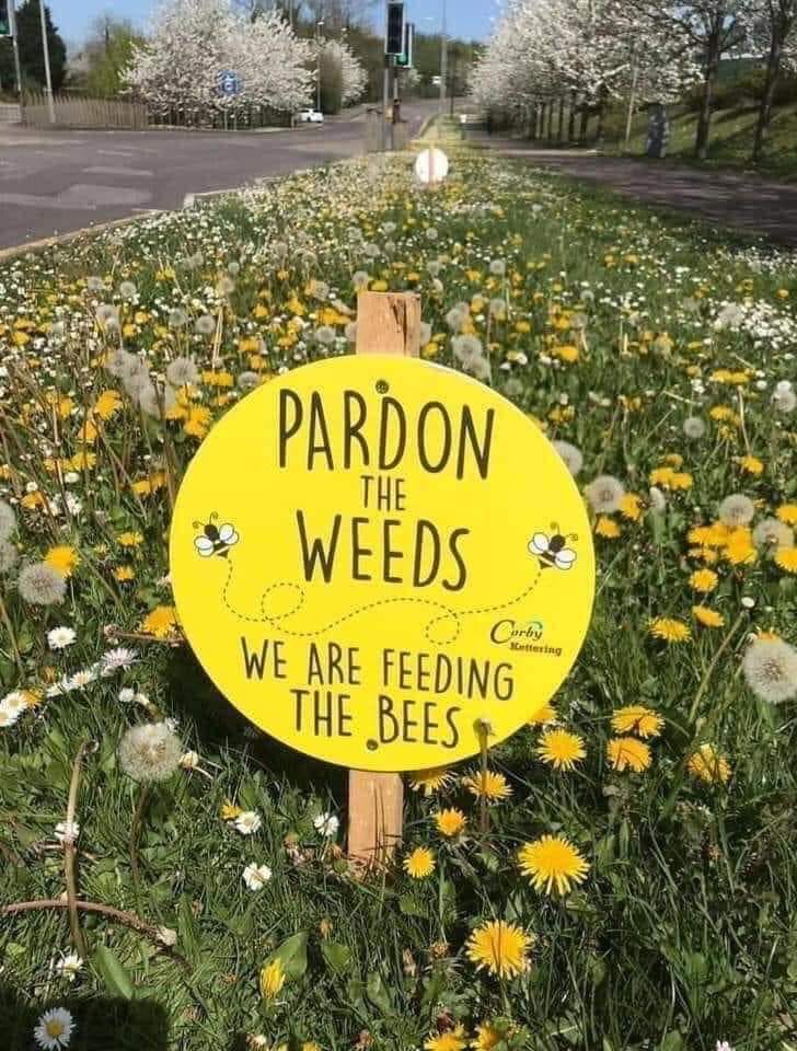 Feed the bees.