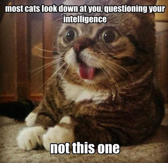Most cats question your intelligence....