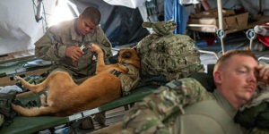 Dogs In The Army