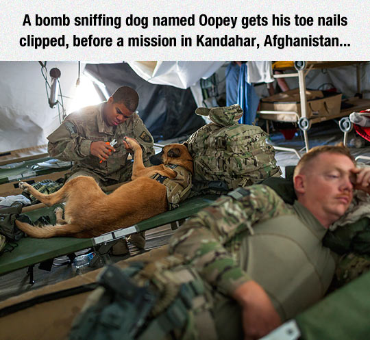 Dogs In The Army