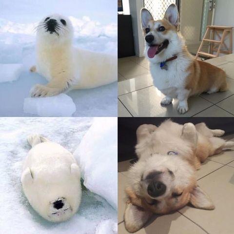 Corgis, basically just land-seals