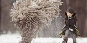 Who looks cooler, the boy or the dog?