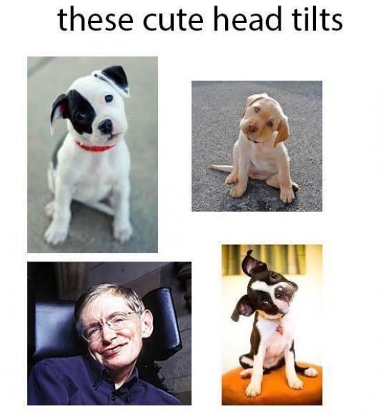 Head tilts are the cutest.