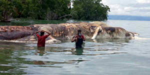 A dead Giant Squid that washed ashore in Indonesia.