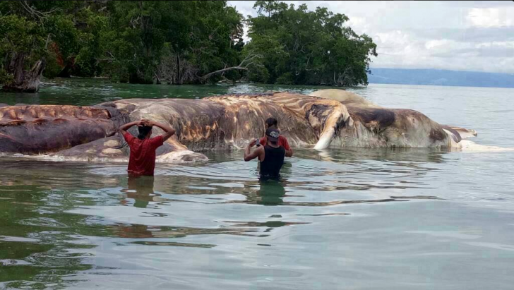A dead Giant Squid that washed ashore in Indonesia.