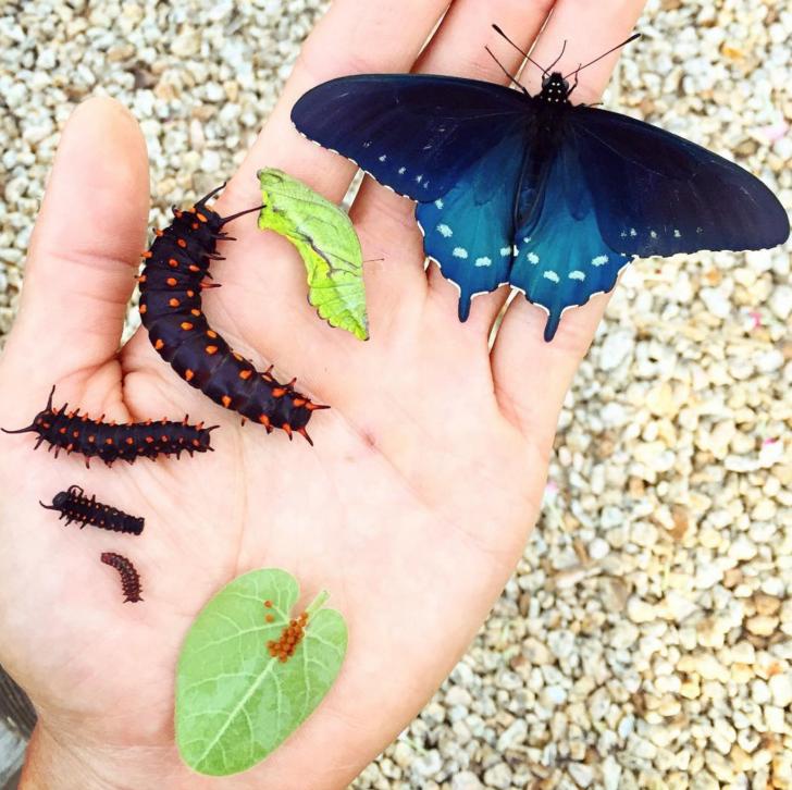 Stages of a butterfly