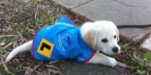 Guide dog in training.