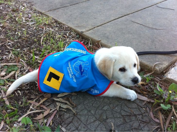 Guide dog in training.