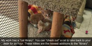 This Cat Library Is The Best Idea Ever