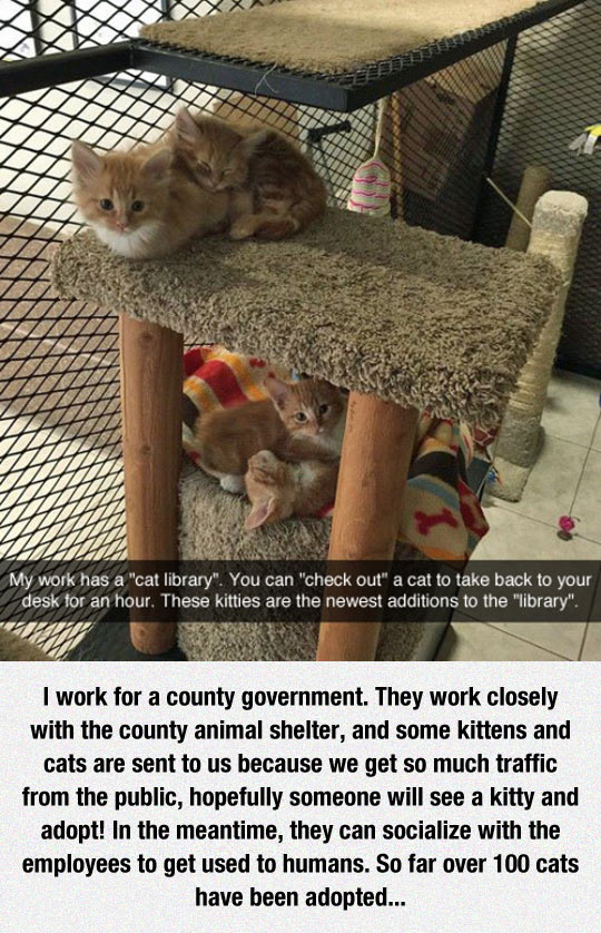 This Cat Library Is The Best Idea Ever