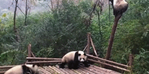 This is why pandas are endangered