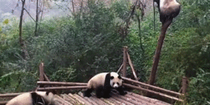 This+is+why+pandas+are+endangered