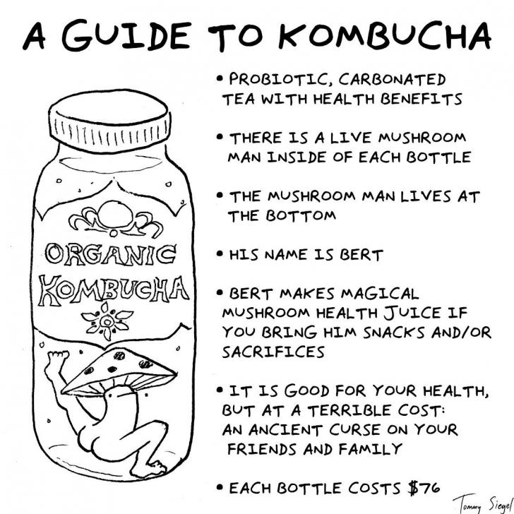 Kombucha, a guide